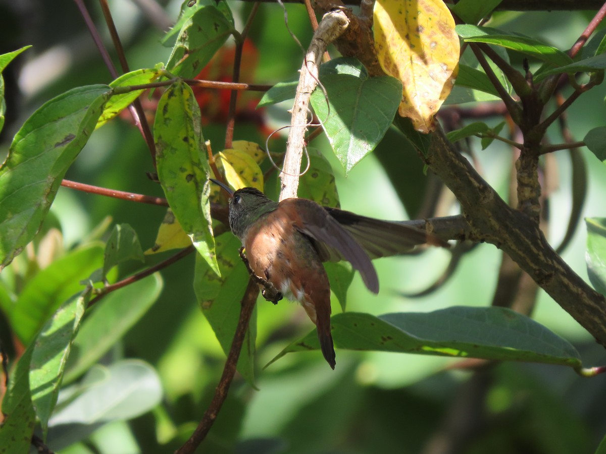 Amazilia Hummingbird - ML294321481