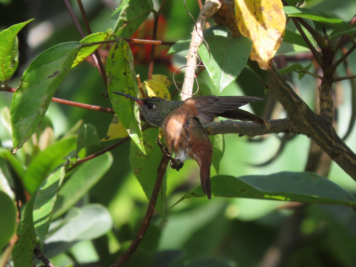 Amazilia Hummingbird - ML294321591