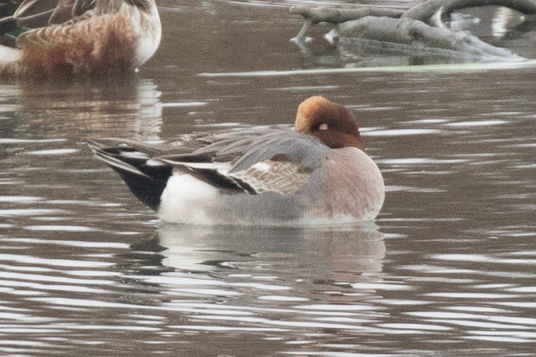 Eurasian Wigeon - ML294322741