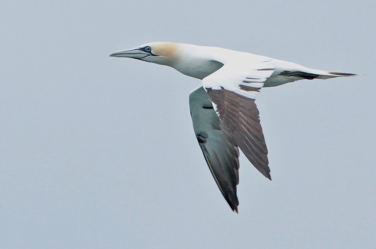 Northern Gannet - ML294323241