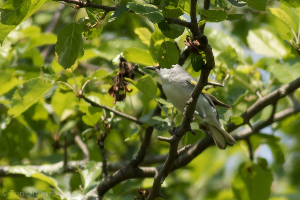 Golden-winged x Blue-winged Warbler (hybrid) - ML29432481