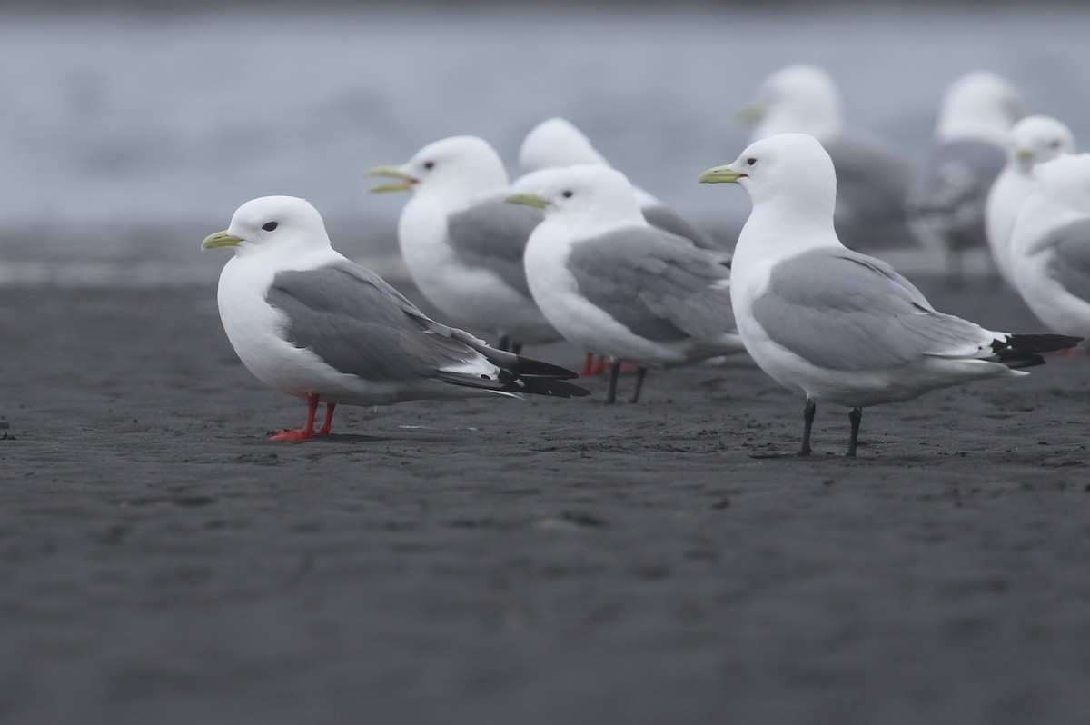 Red-legged Kittiwake - Liam Singh