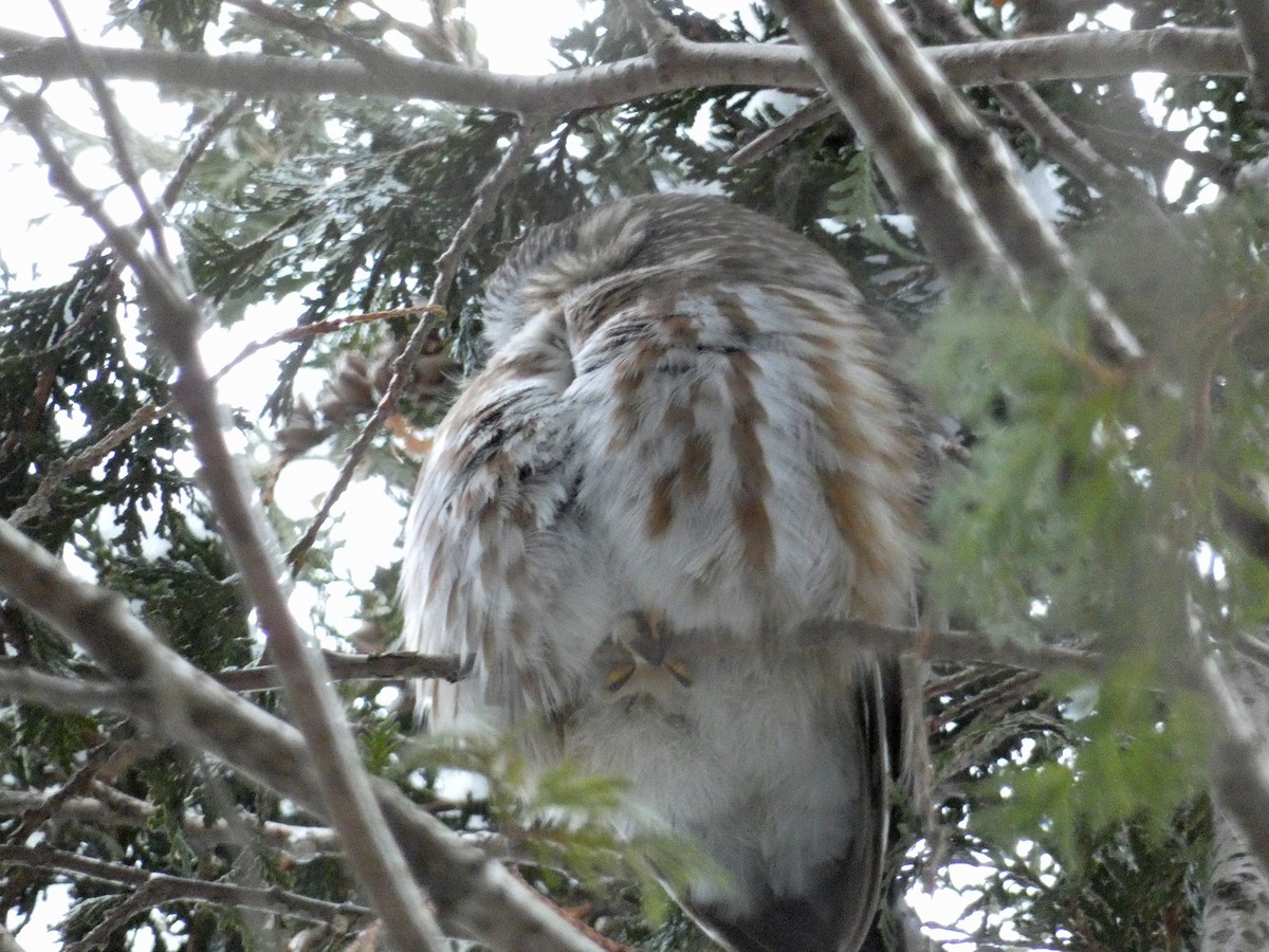 Northern Saw-whet Owl - ML294325551