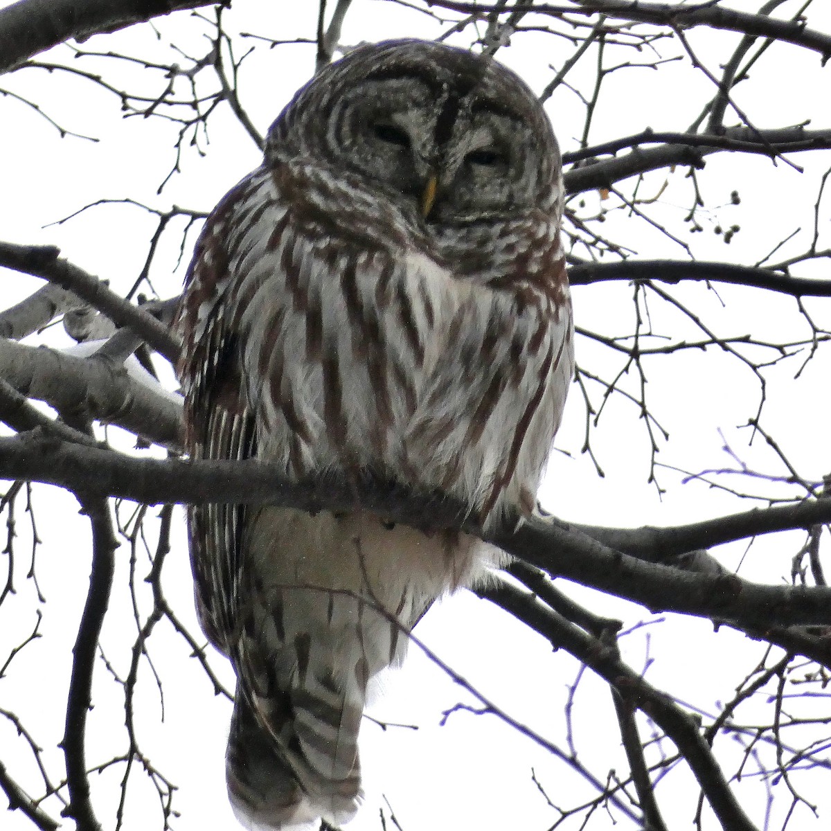 Barred Owl - ML294325821