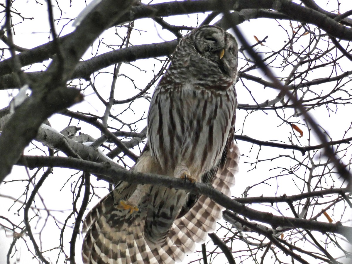 Barred Owl - ML294326221