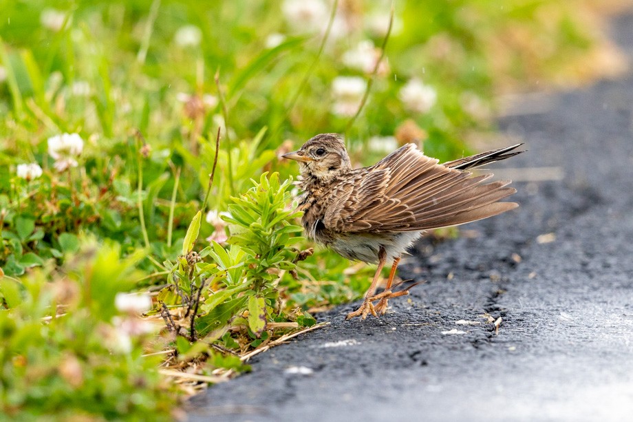 Eurasian Skylark - Imogen Warren