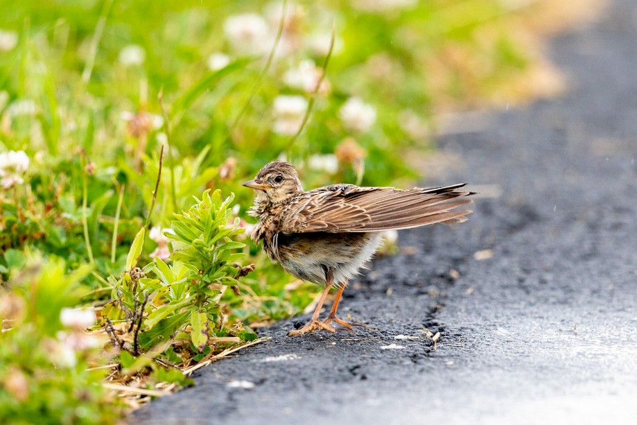 Eurasian Skylark - ML294329191