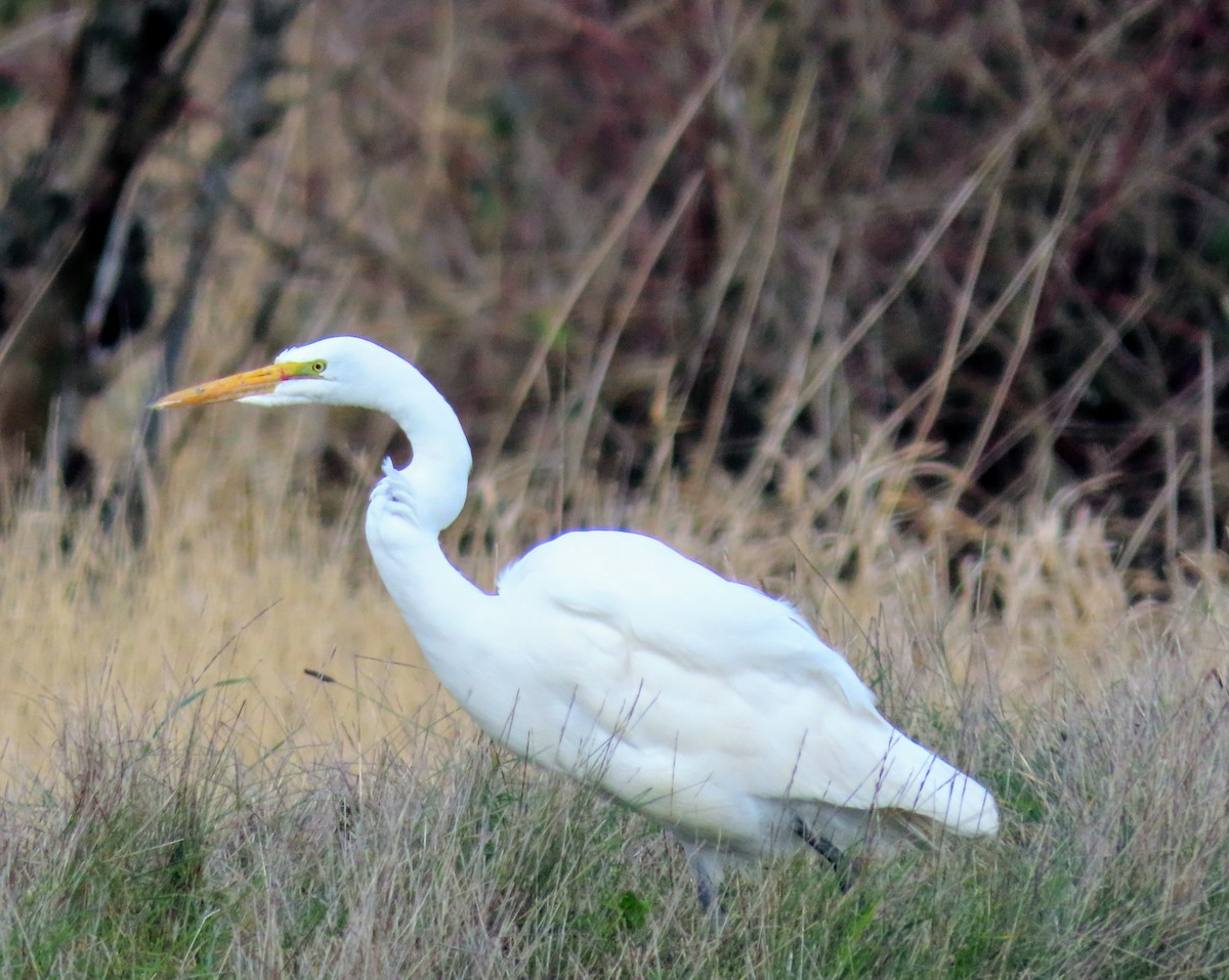 Great Egret - ML294329221