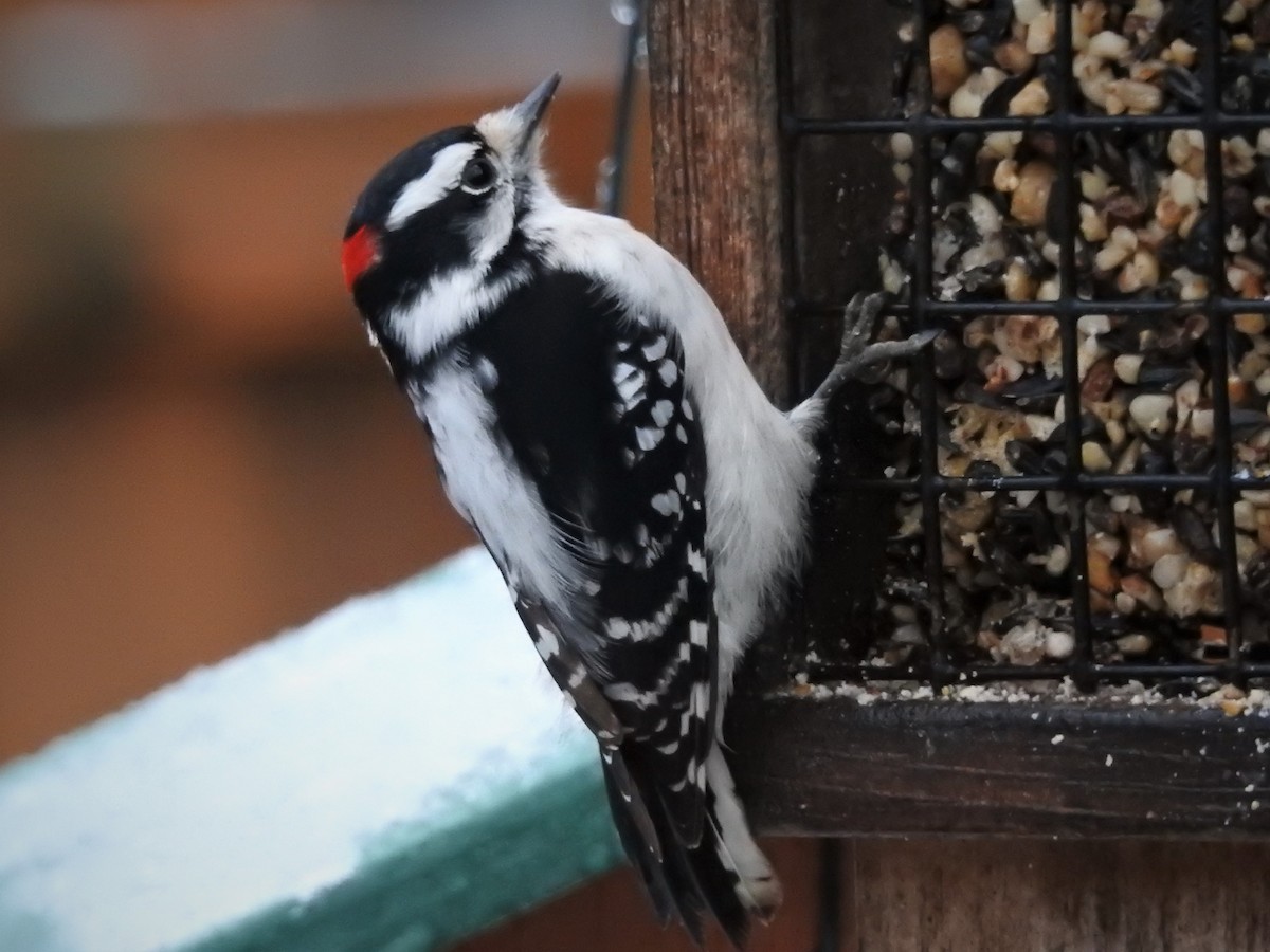 Downy Woodpecker - Edgar Otto