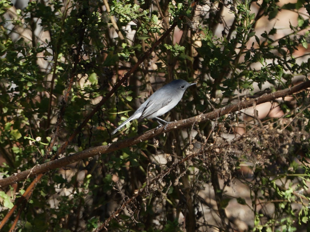 Gobemoucheron gris-bleu - ML294331701