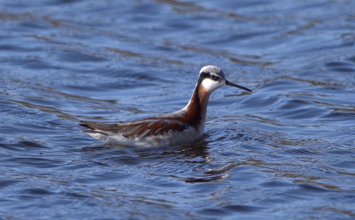 Falaropo Tricolor - ML294332911