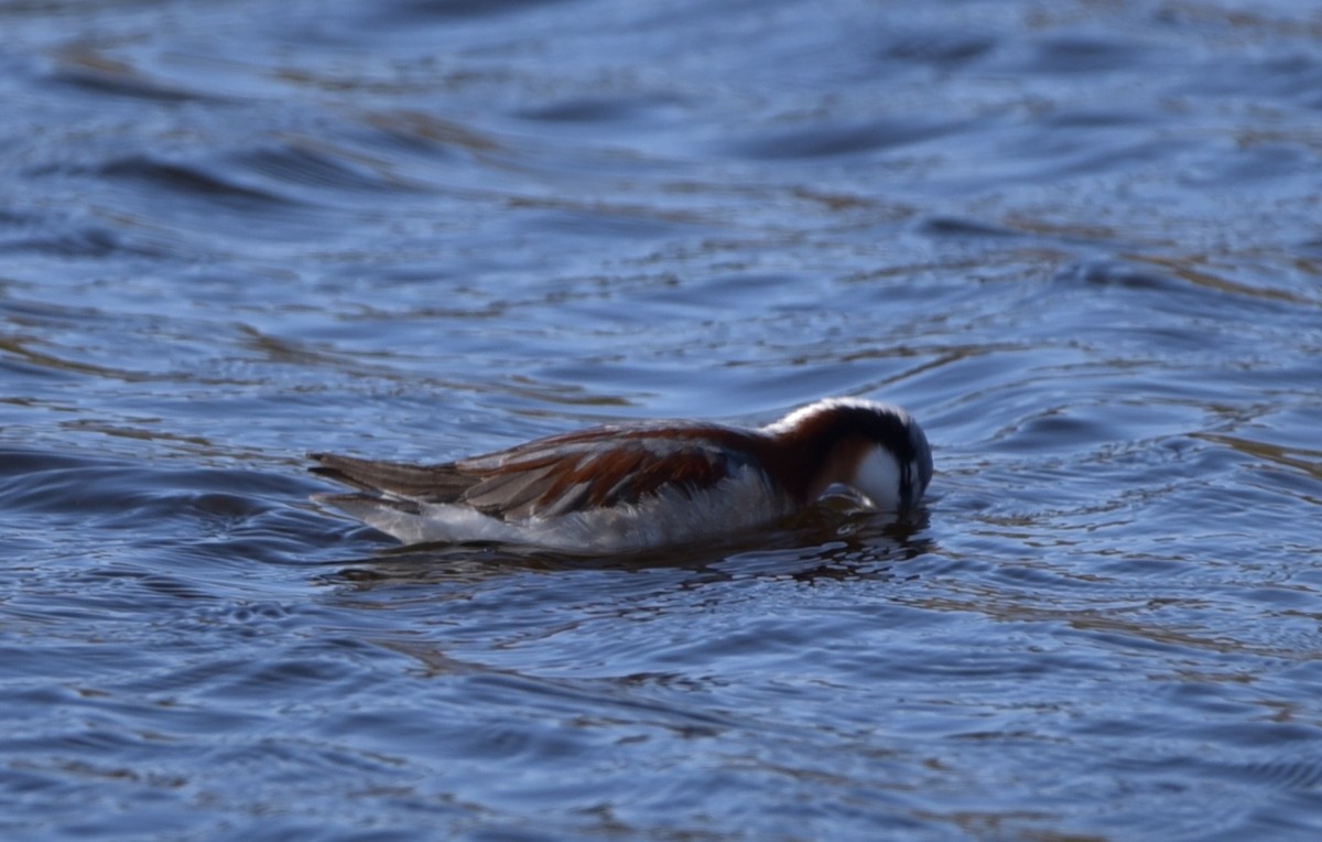 Falaropo Tricolor - ML294332971