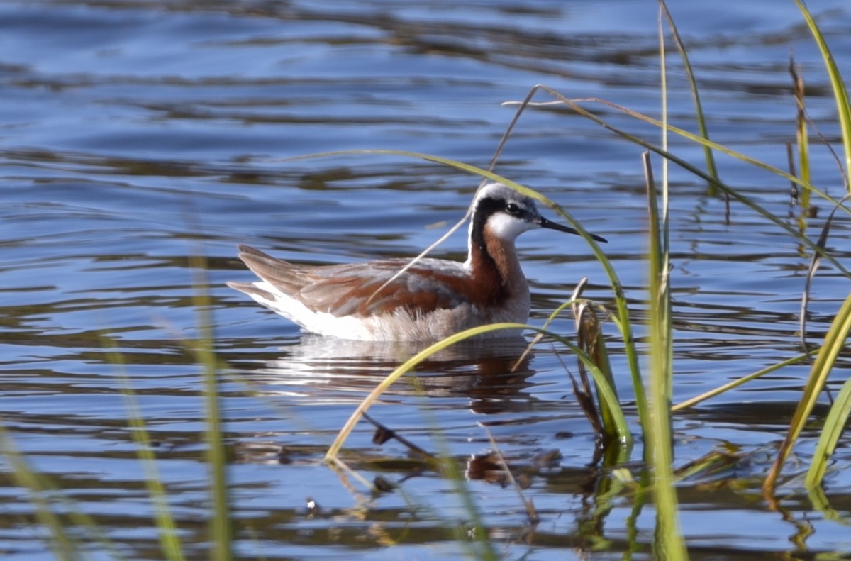 hvithalesvømmesnipe - ML294332981