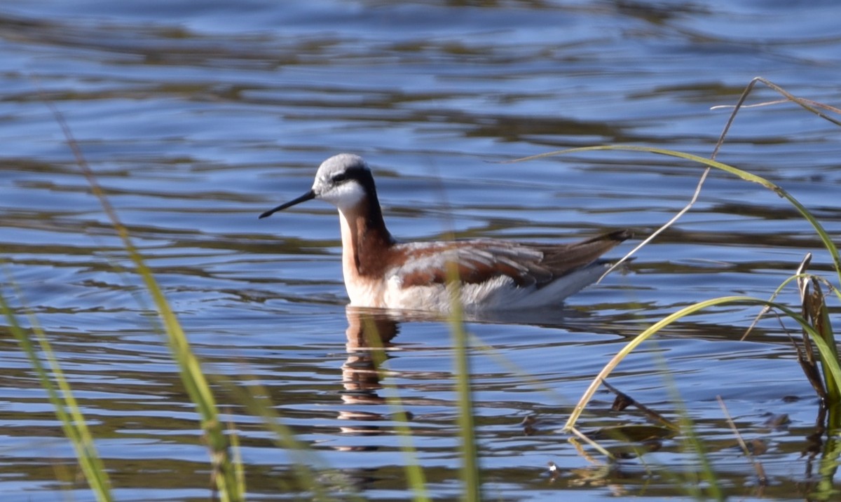 hvithalesvømmesnipe - ML294332991