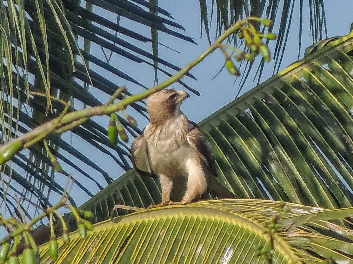 Booted Eagle - Vijay Rj