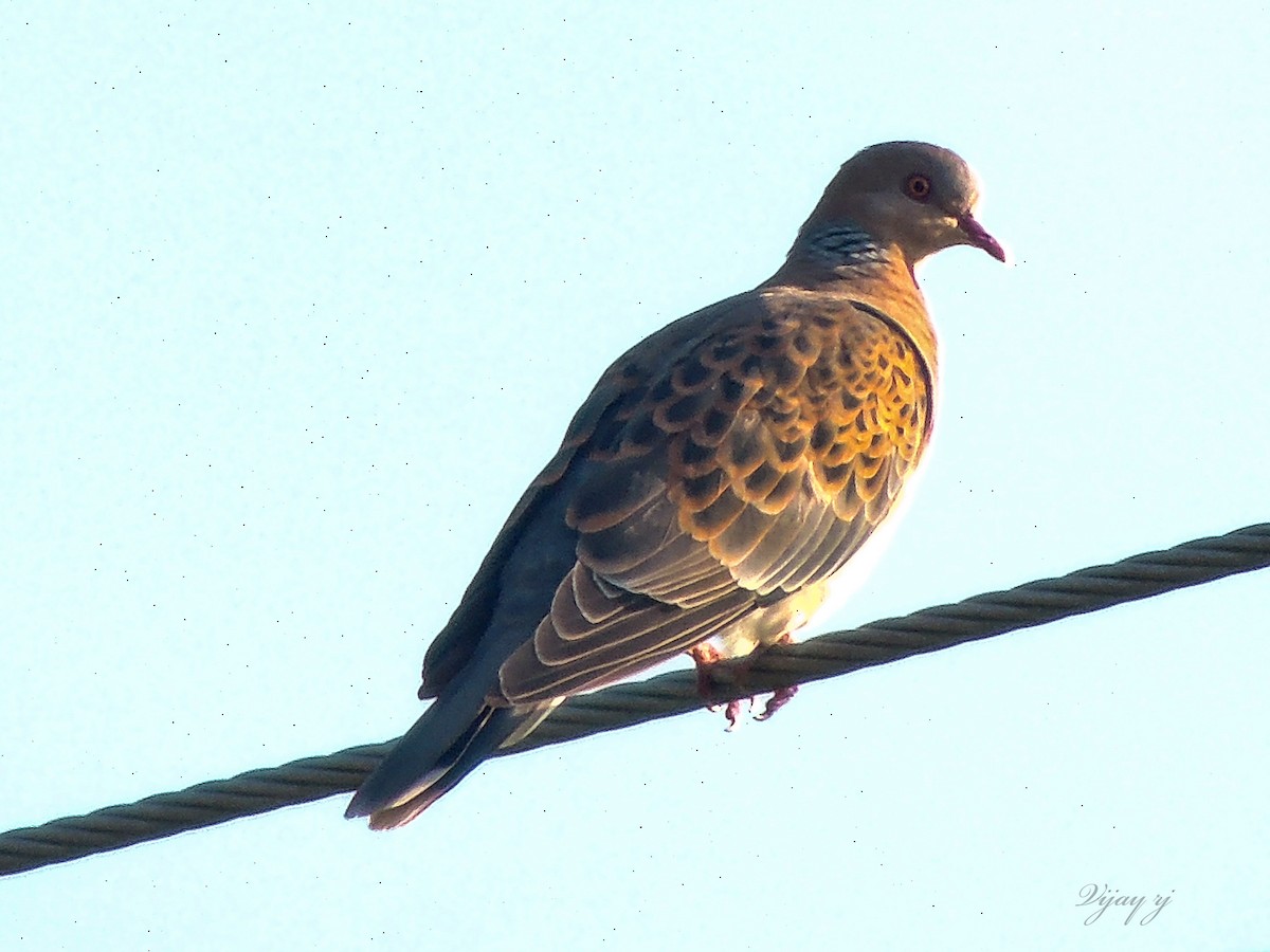 Oriental Turtle-Dove - ML294335561