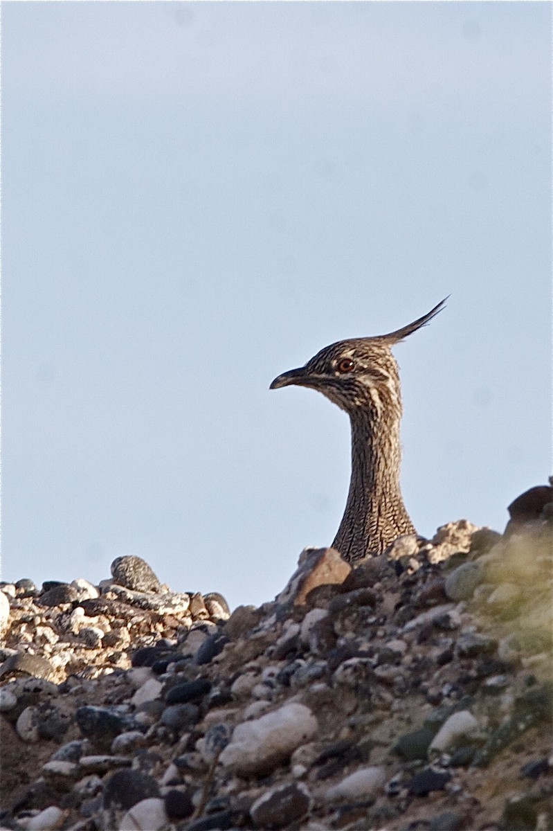 Elegant Crested-Tinamou - Kyle Elliott