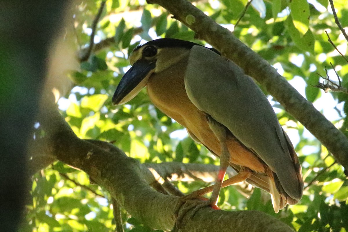 Boat-billed Heron - ML294336881