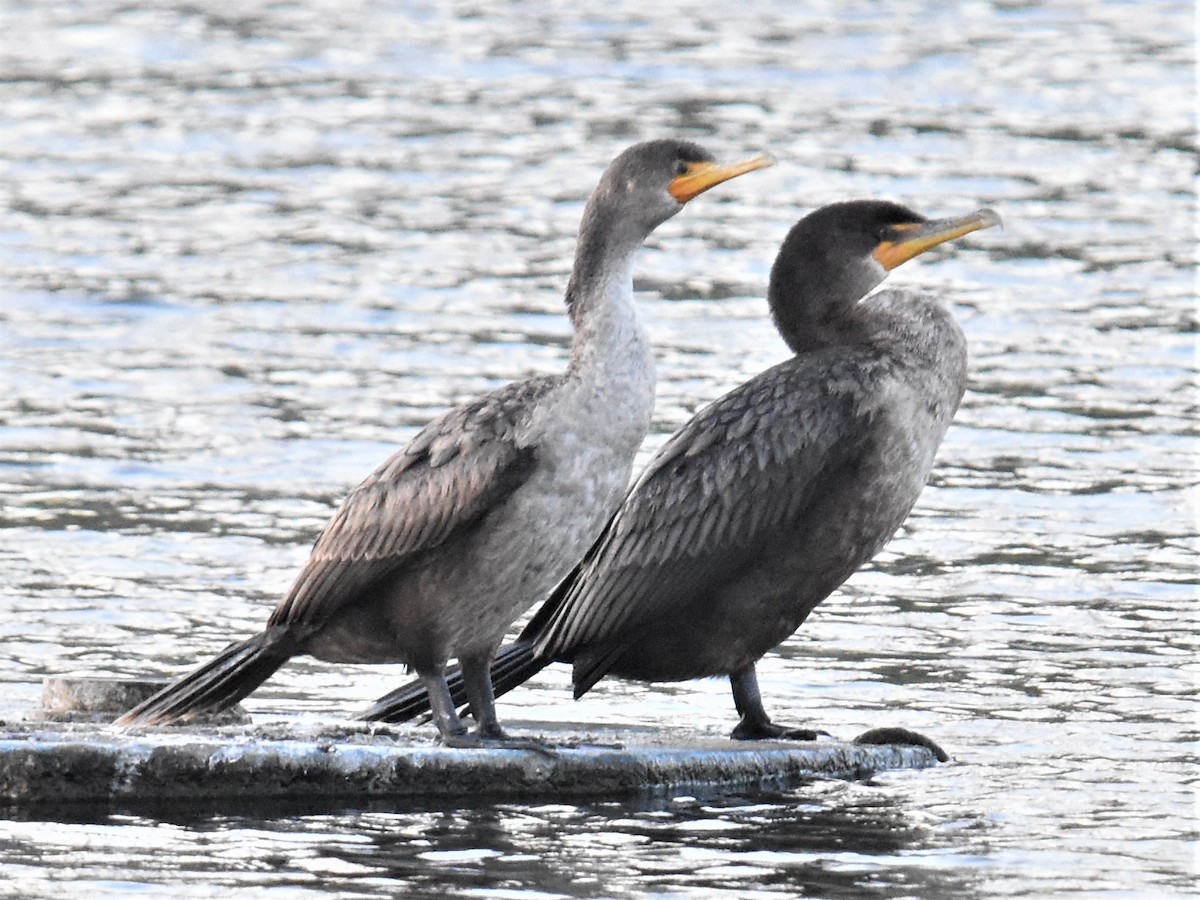 Double-crested Cormorant - ML294337741