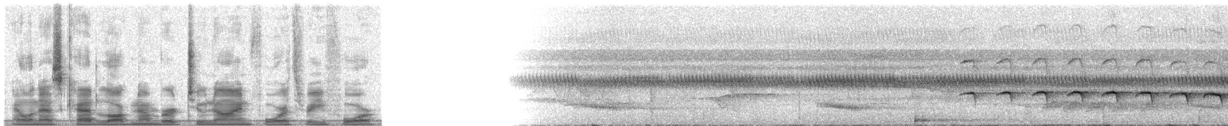 Schmalbrauen-Ameisenschnäpper - ML29434