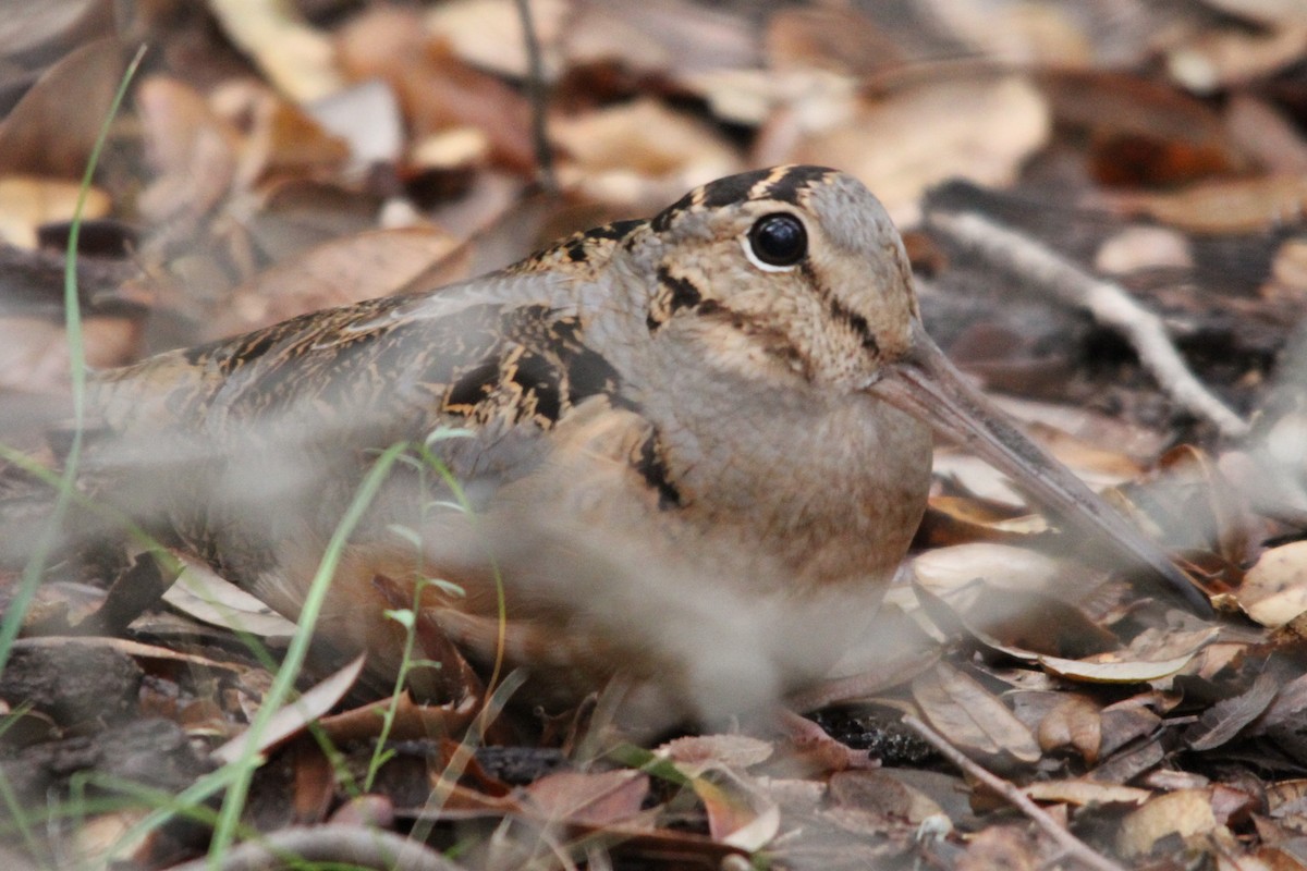 American Woodcock - Adrian Johnson