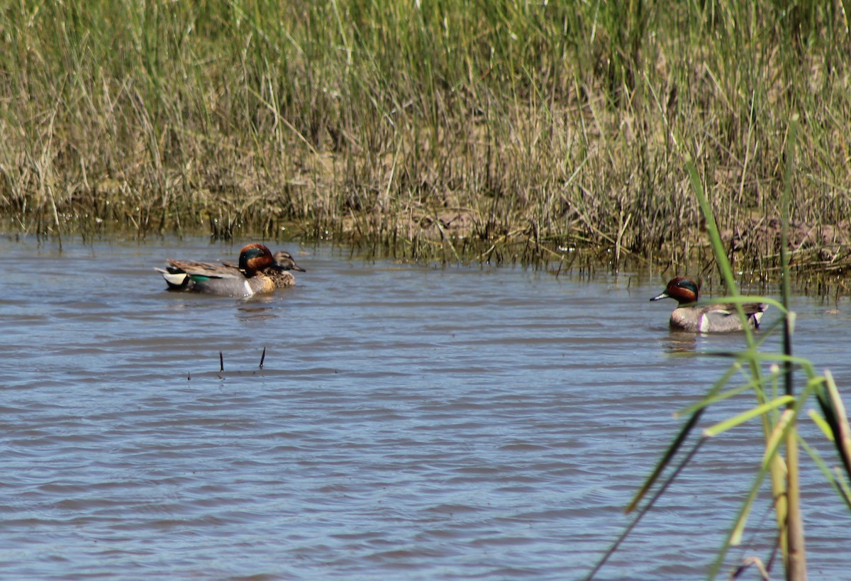 Green-winged Teal - David Lerwill