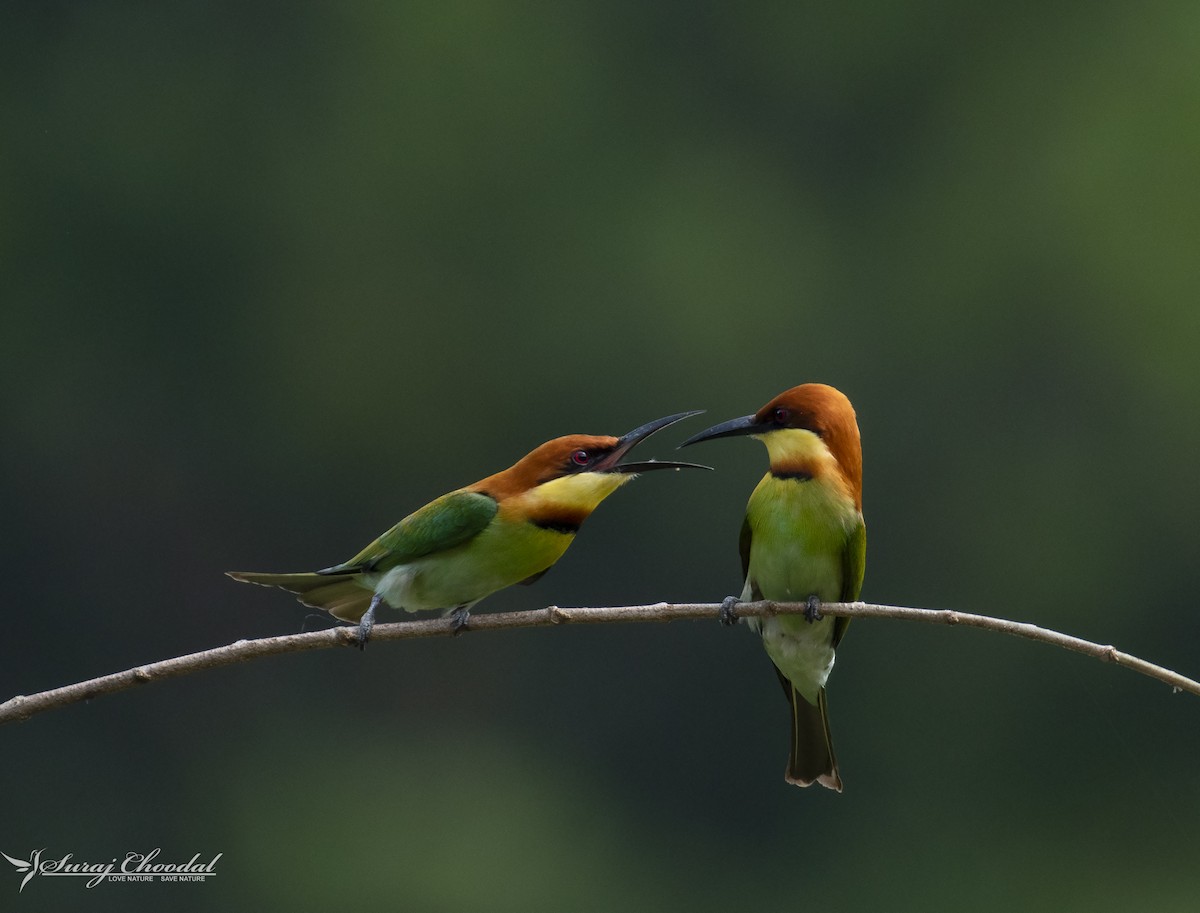 Chestnut-headed Bee-eater - Suraj SR Palode Suraj SR