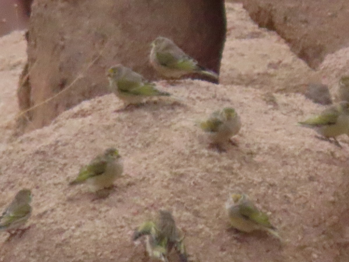 Syrian Serin - ML294344041