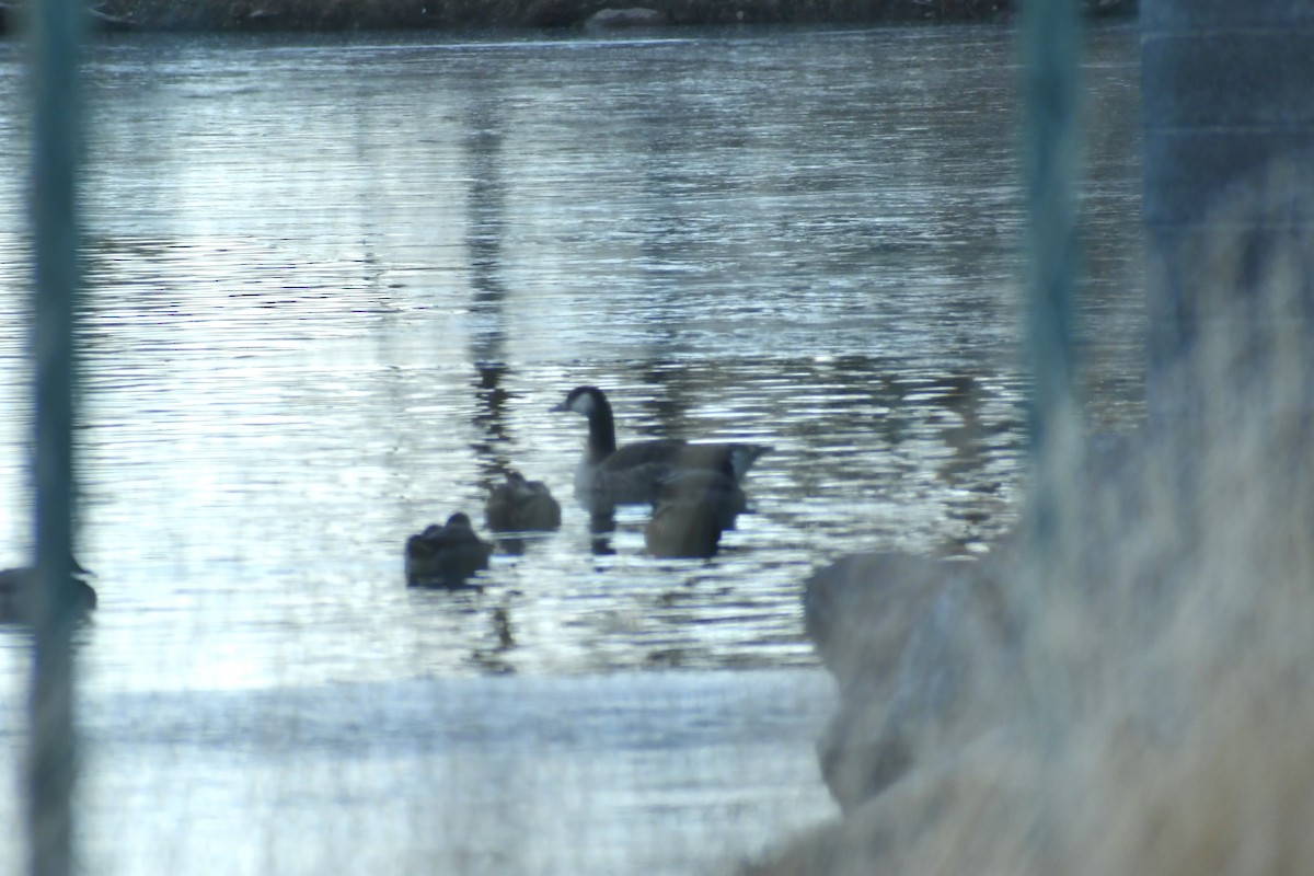 Graylag x Canada Goose (hybrid) - ML294344671