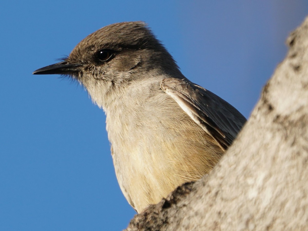 Say's Phoebe - james barry