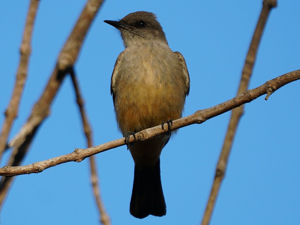 Say's Phoebe - james barry