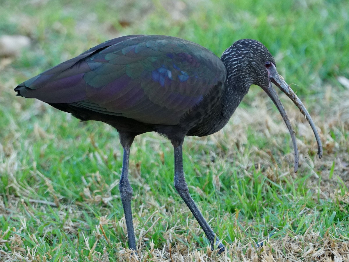 White-faced Ibis - james barry