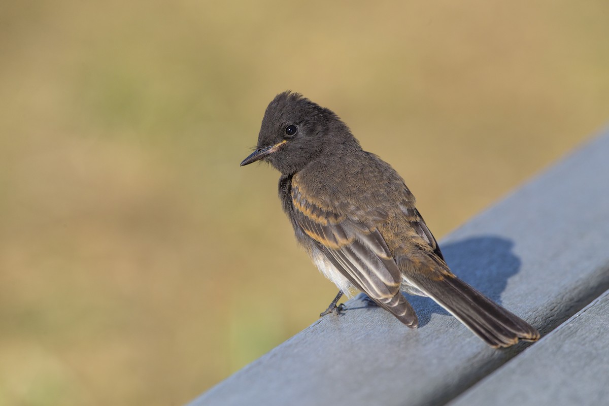 Black Phoebe - Loni Ye