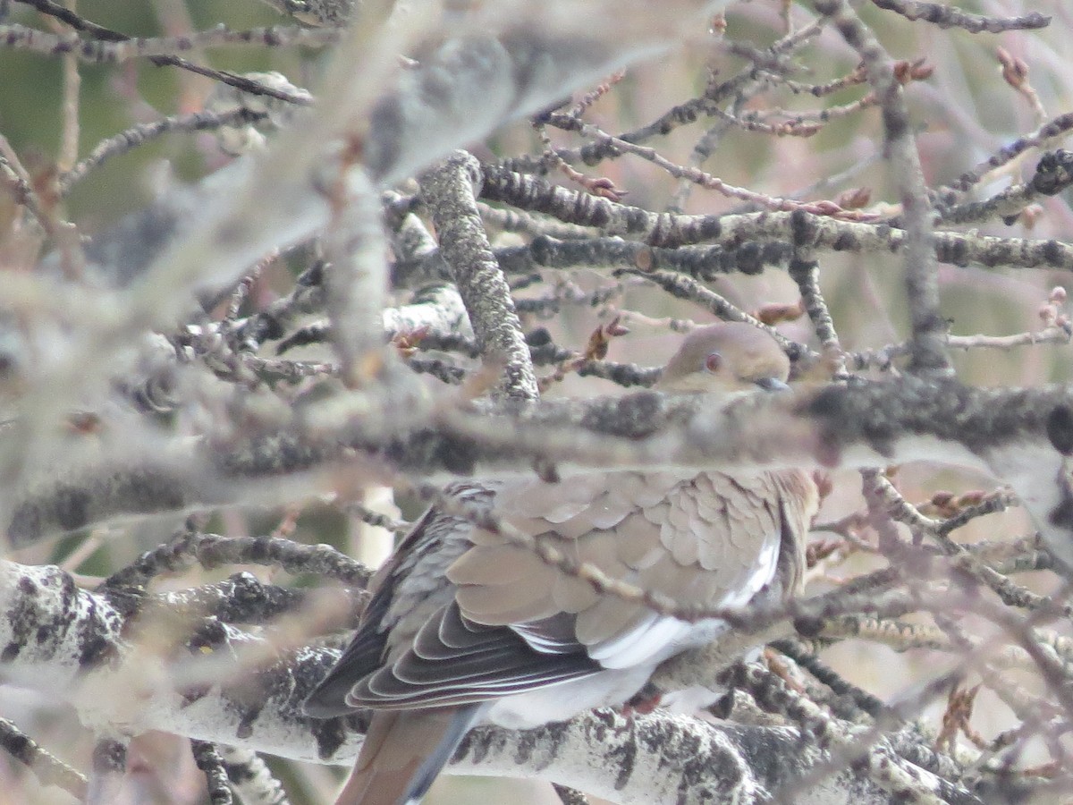 White-winged Dove - ML294351621