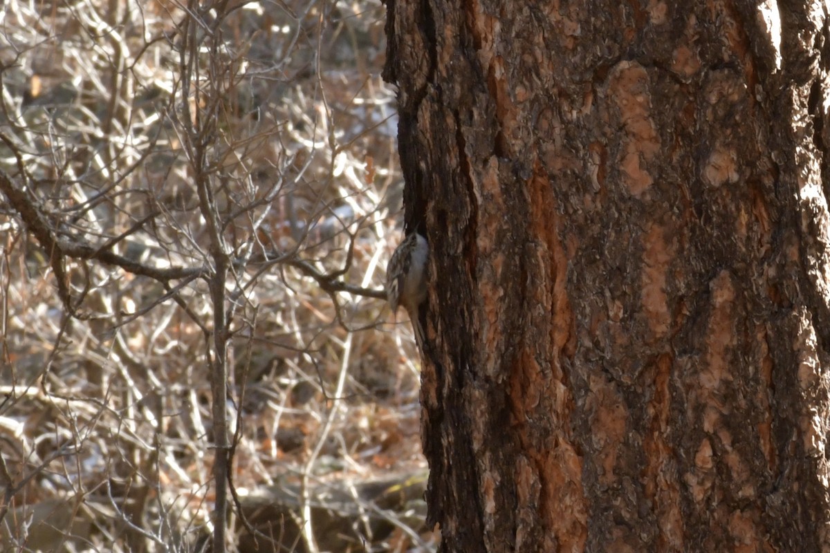 Brown Creeper - ML294351751