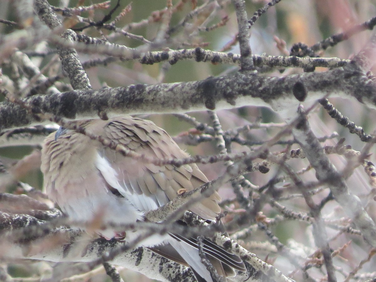 White-winged Dove - ML294351771