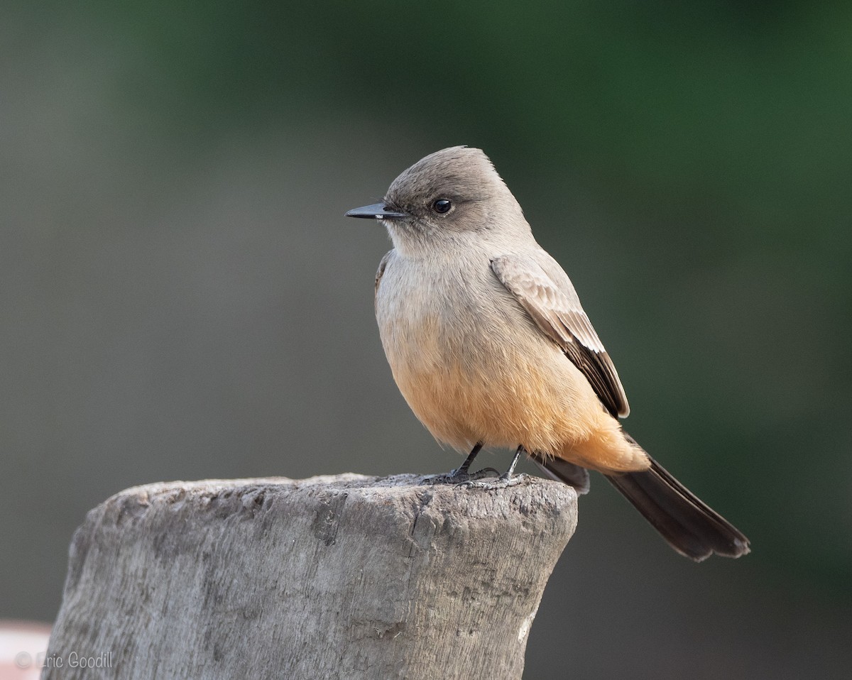 Say's Phoebe - ML294354341