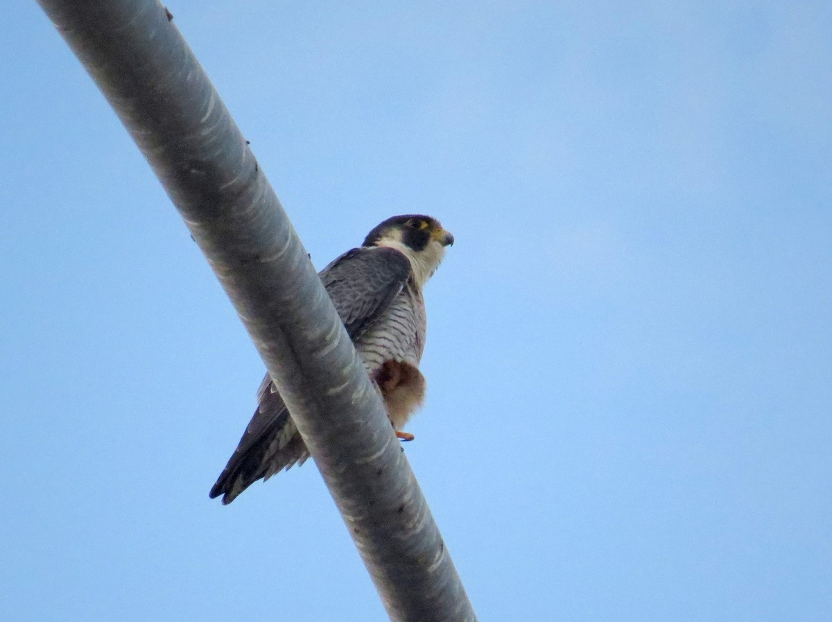 Peregrine Falcon - Sergey Pavlov