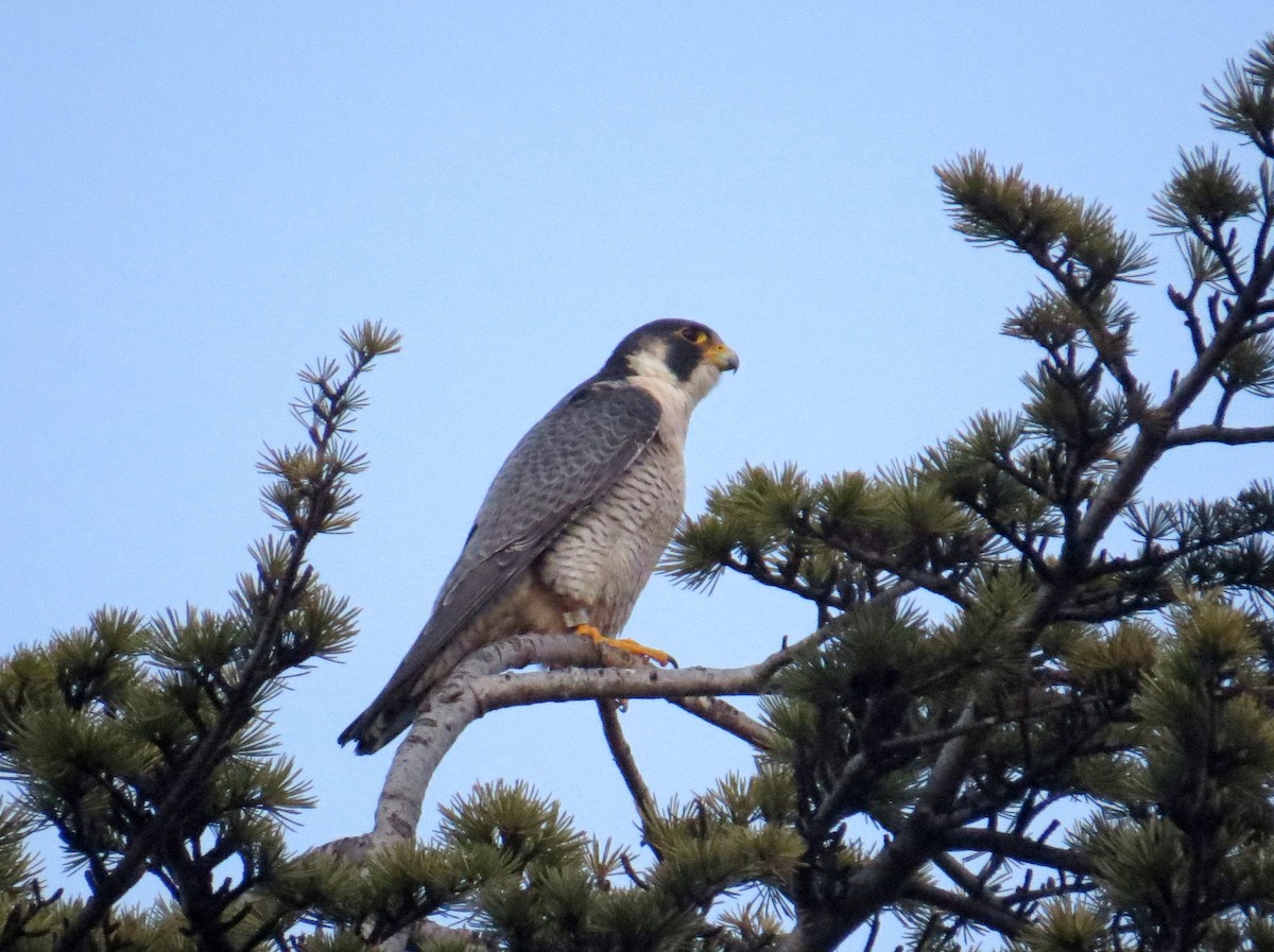 Halcón Peregrino - ML294354731