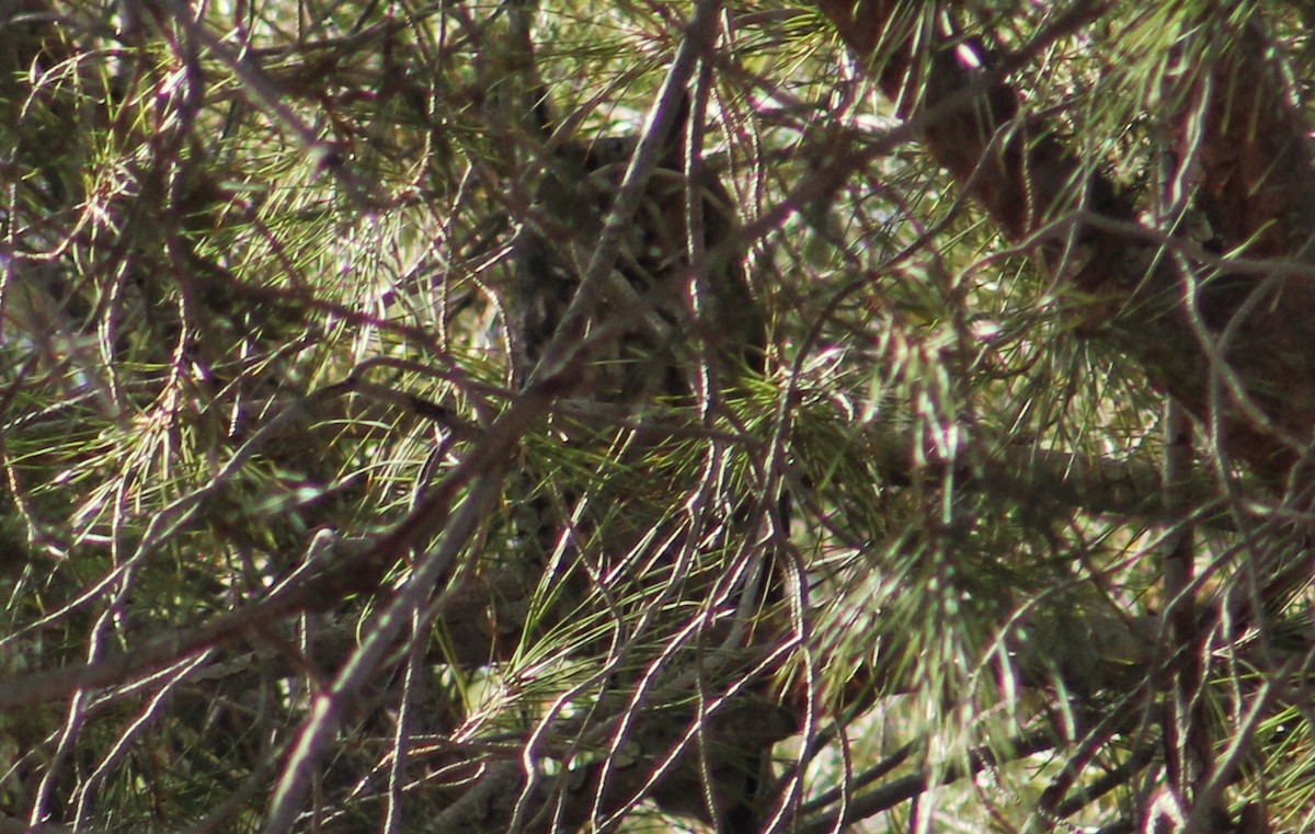 Long-eared Owl - ML294357151