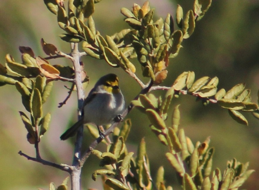 Pájaro Moscón Baloncito - ML294357301