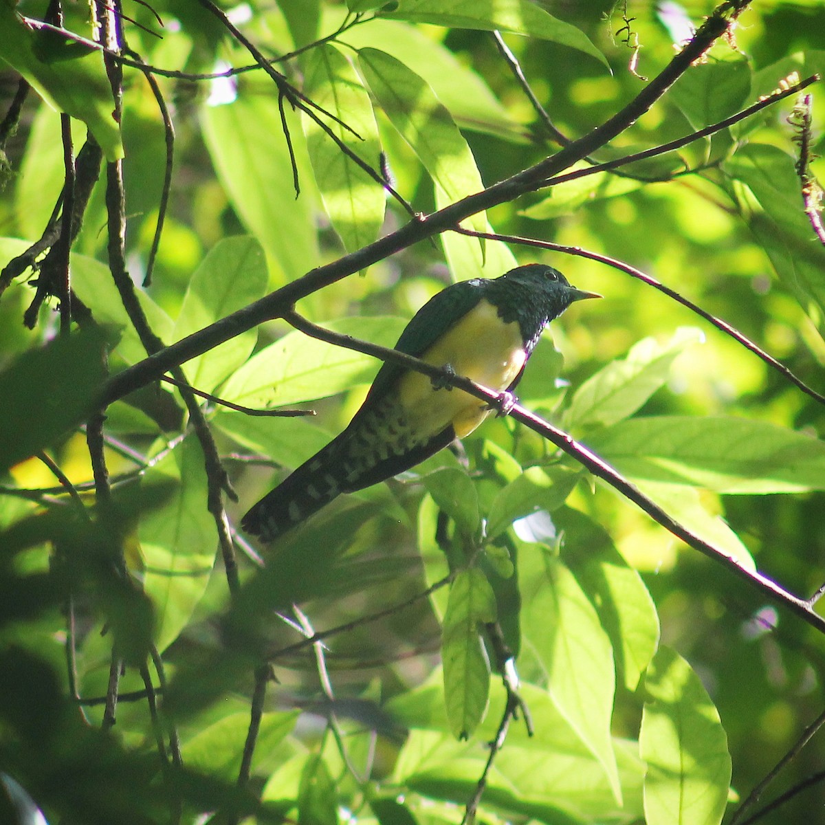 African Emerald Cuckoo - ML294358991