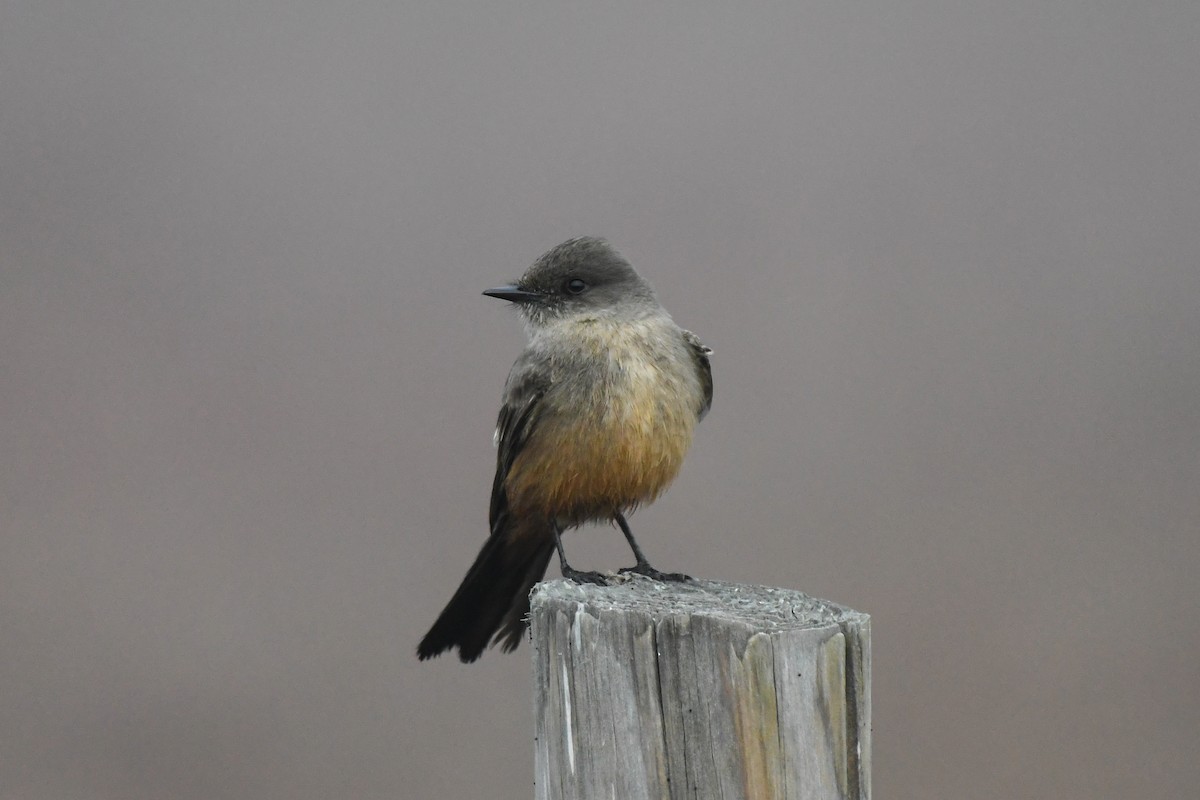 Say's Phoebe - ML294360471