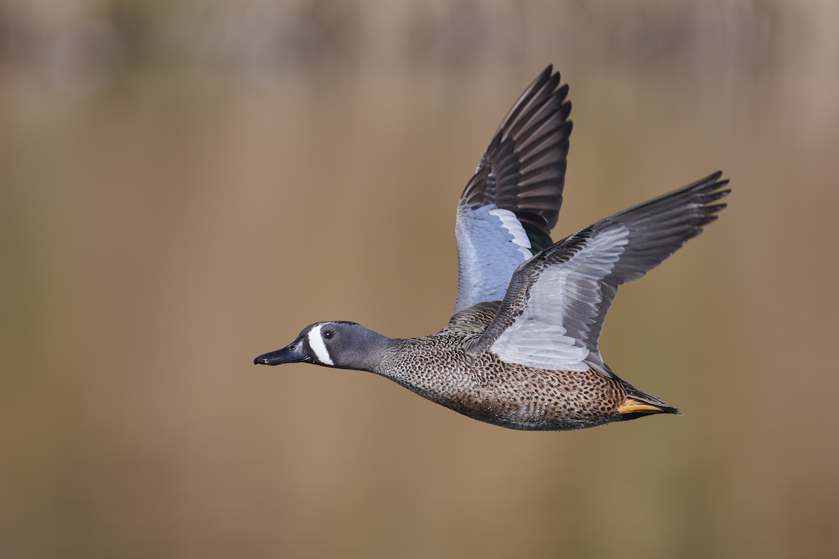 Blue-winged Teal - ML294362801