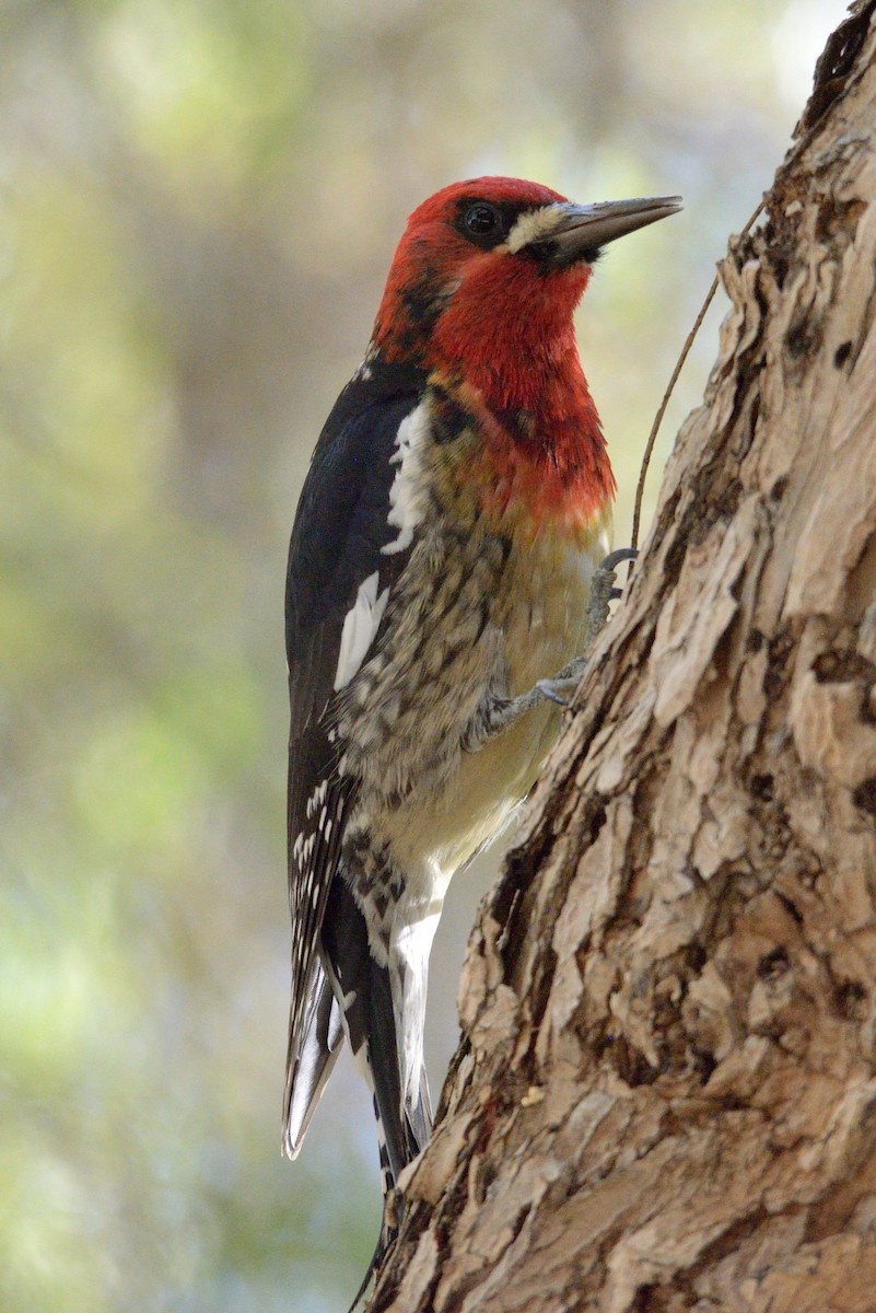 Red-breasted Sapsucker - James Chapman