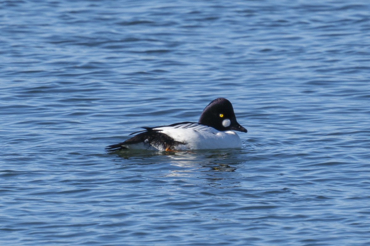 Common Goldeneye - ML294365141