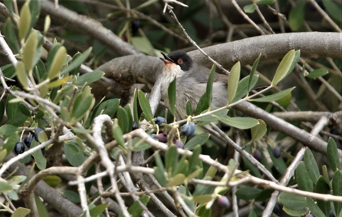 Sardinian Warbler - Diane Eubanks