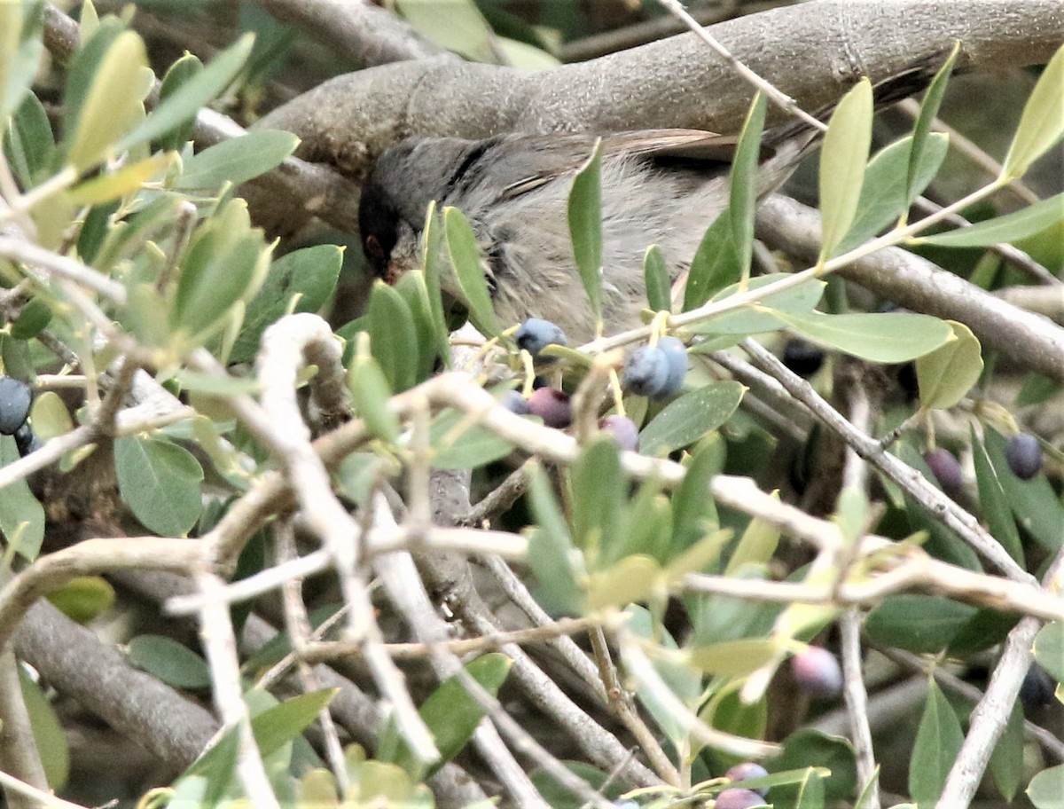 Sardinian Warbler - Diane Eubanks