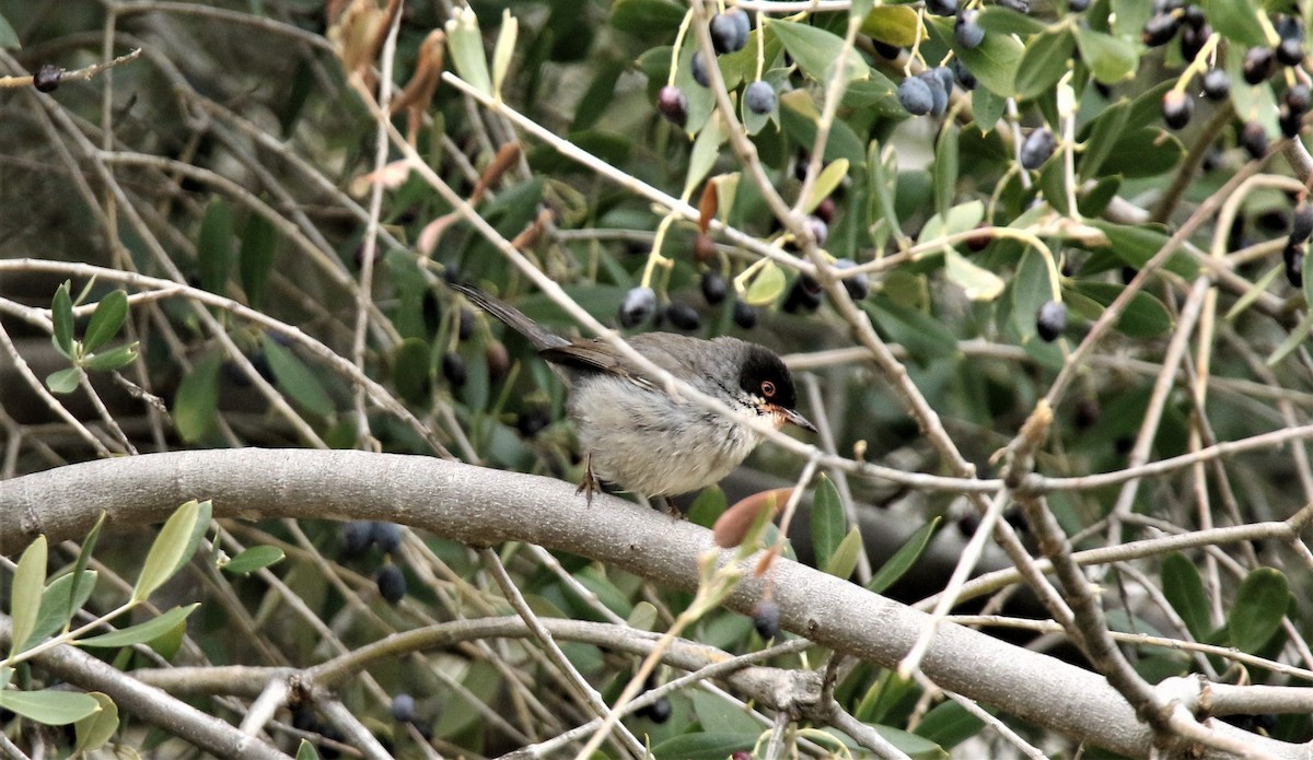 Sardinian Warbler - Diane Eubanks