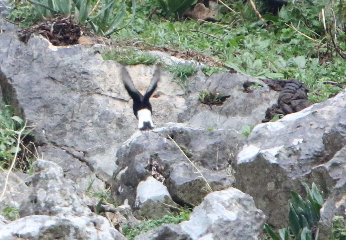 Black Wheatear - ML294366991